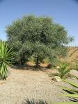 Olivetree